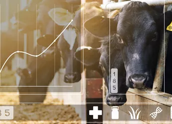 Cattle eating out of a trough