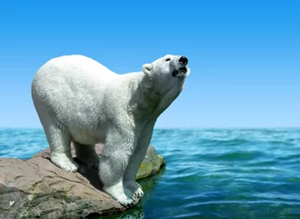 A polar bear on a rock with no snow