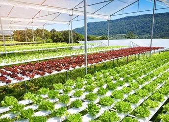 A row of genetically modified crops in greenhouses